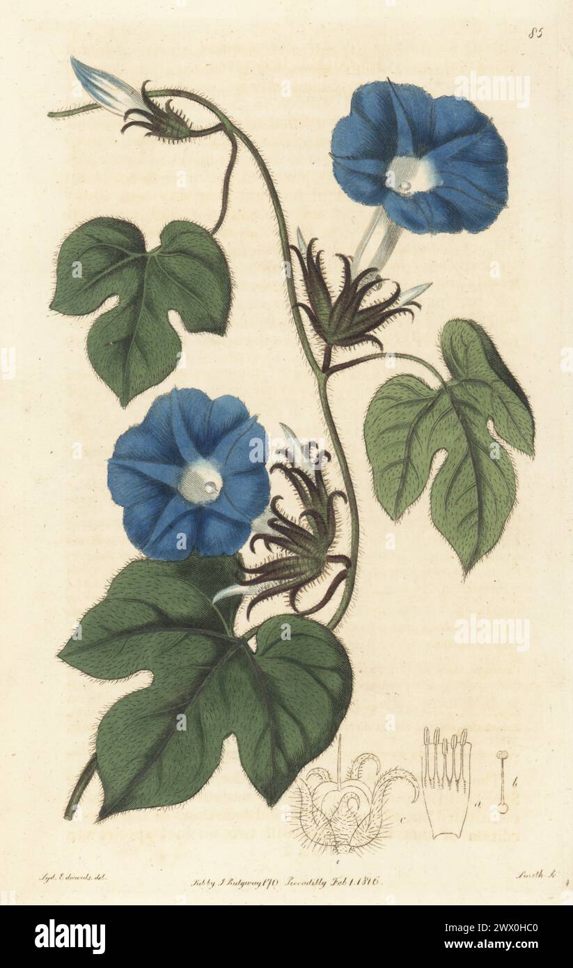Ivy-leaved morning glory, Kaladana, blue American ipomoea or morning glory, Ipomoea hederacea. Native of Virginia and Carolina, drawn from a specimen from the nursery of Whitley, Brame and Milne on King's Road, Parson's Green. Handcoloured copperplate engraving by P.W. Smith after a botanical illustration by Sydenham Edwards from his own Botanical Register, J. Ridgeway, London, 1816. Stock Photo