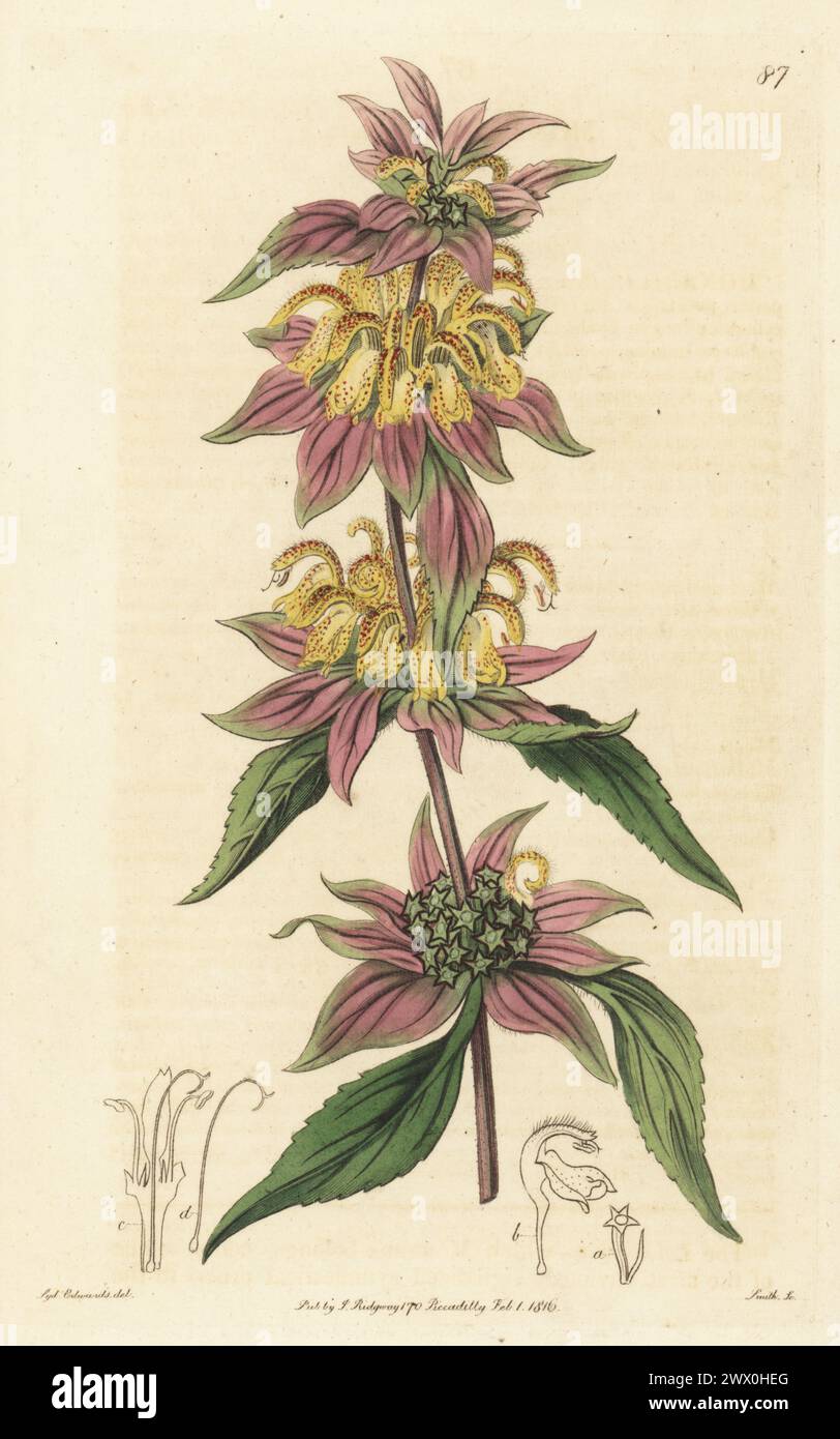 Spotted beebalm, horsemint or spotted monarda, Monarda punctata. Native of North America, drawn from a specimen at Scottish nurserymen James Lee and Lewis Kennedy’s nursery, Hammersmith. Handcoloured copperplate engraving by P.W. Smith after a botanical illustration by Sydenham Edwards from his own Botanical Register, J. Ridgeway, London, 1816. Stock Photo