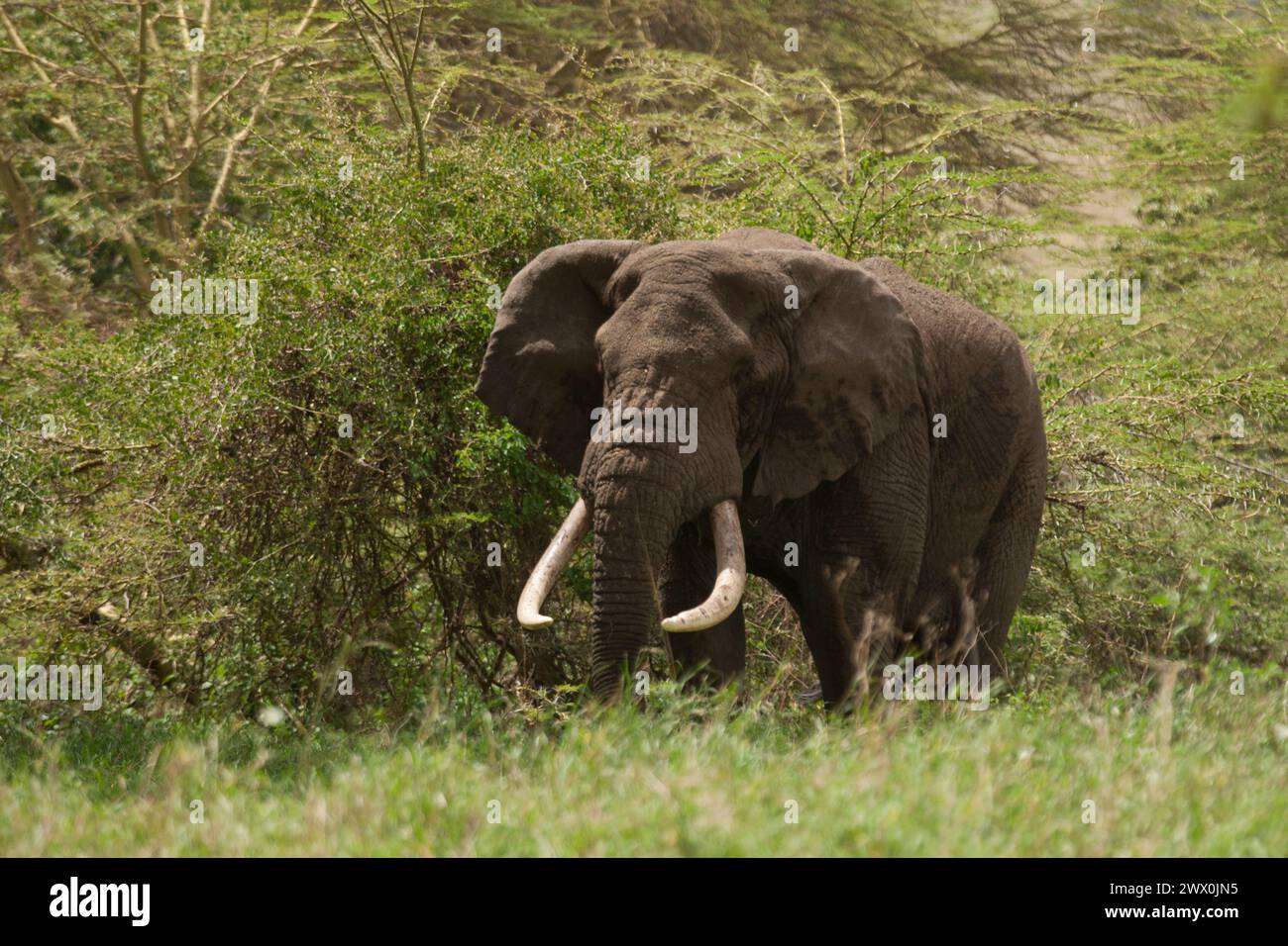 African elephants Stock Photo