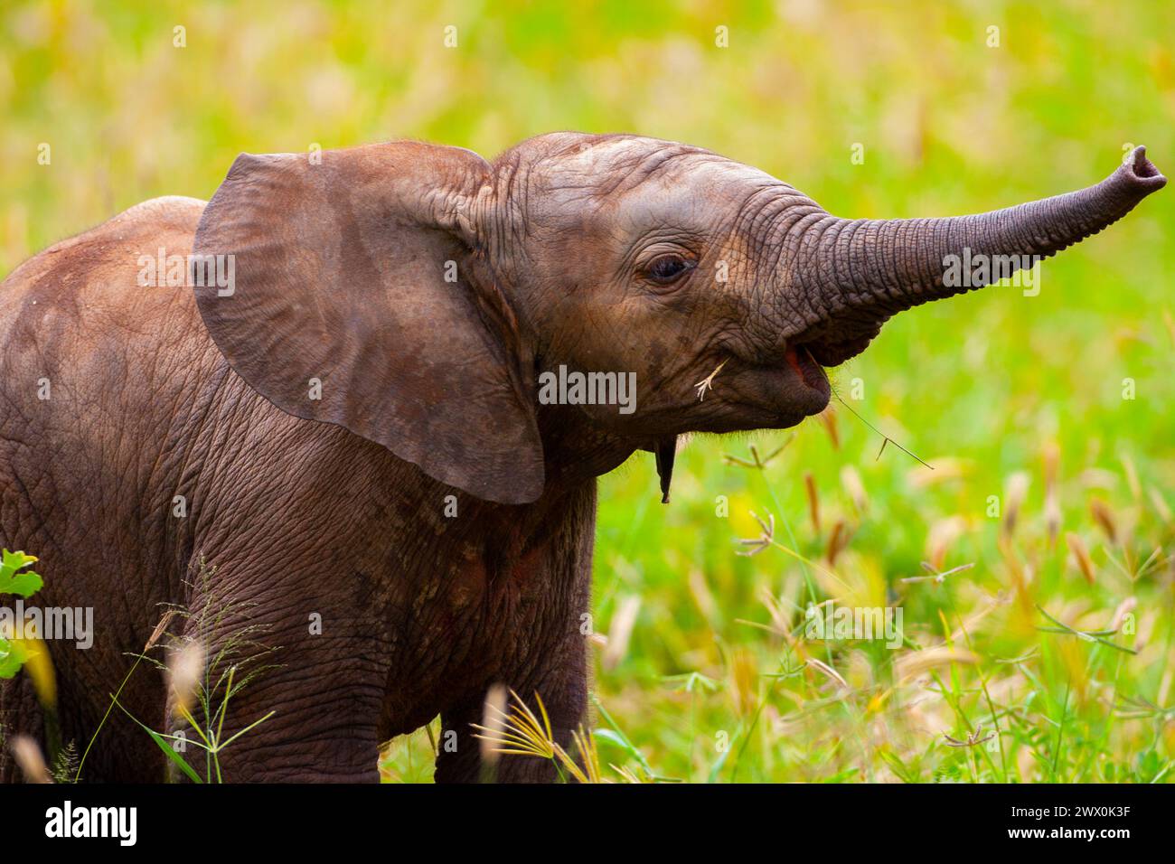 Baby African elephant. African elephant calf Stock Photo - Alamy