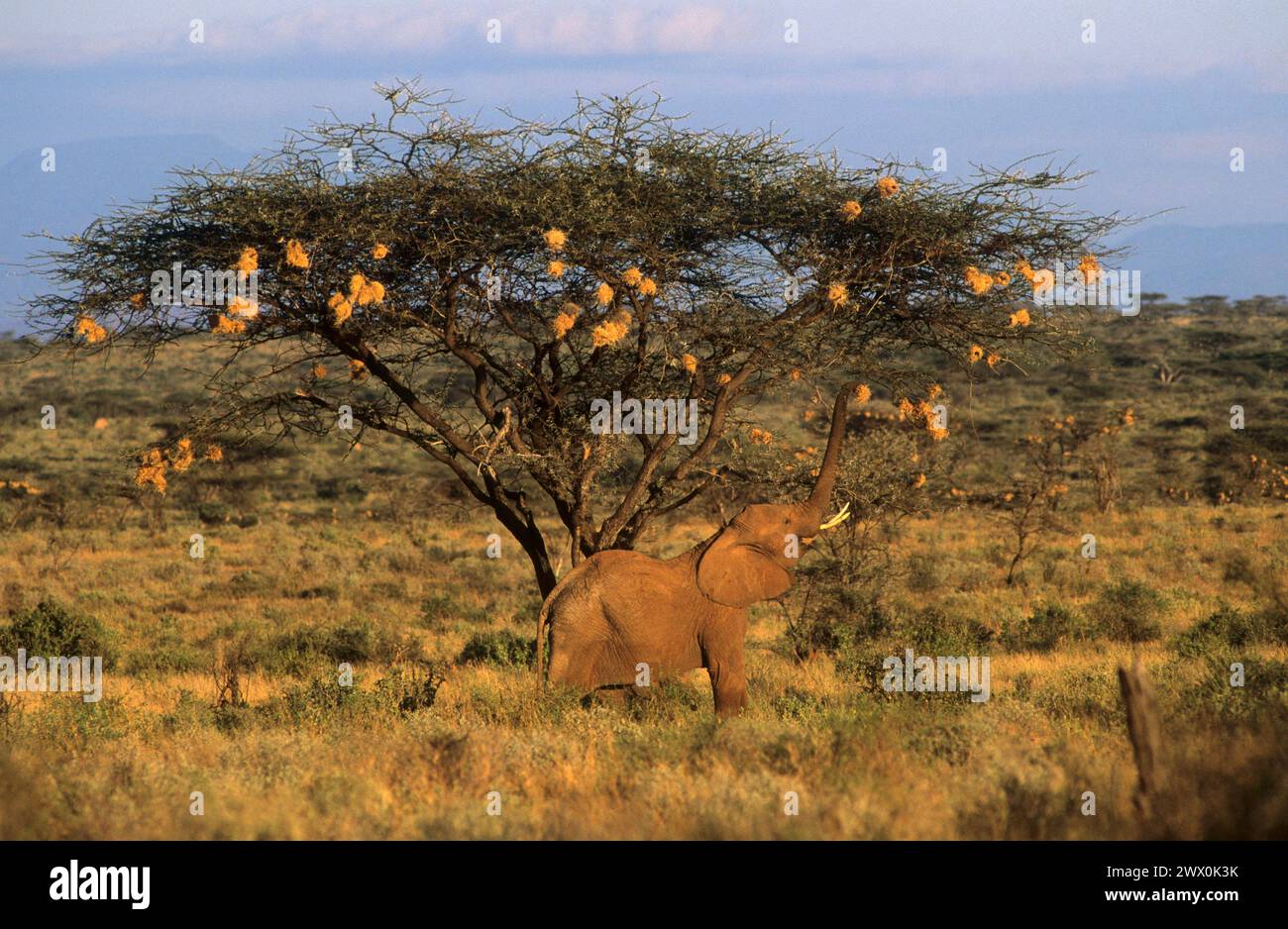 African elephants eating weaver nest From an acacia tree. Samburu