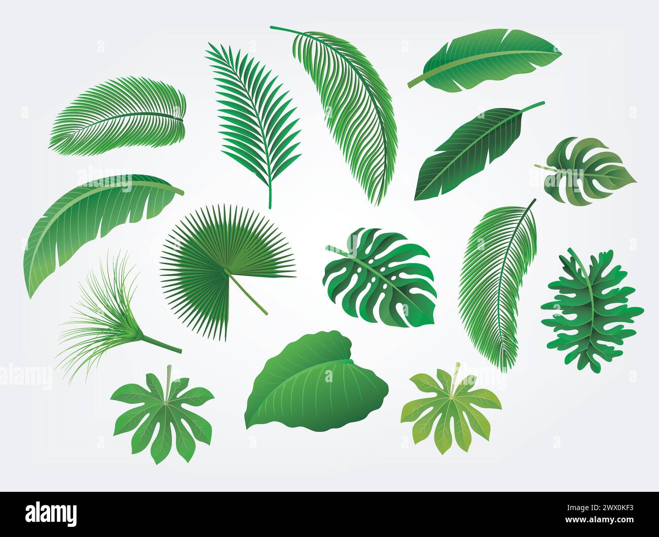 Tropical Leaves Set Isolated, Suitable For Nature Concept, Summer and Holiday, Vector Illustration Stock Vector