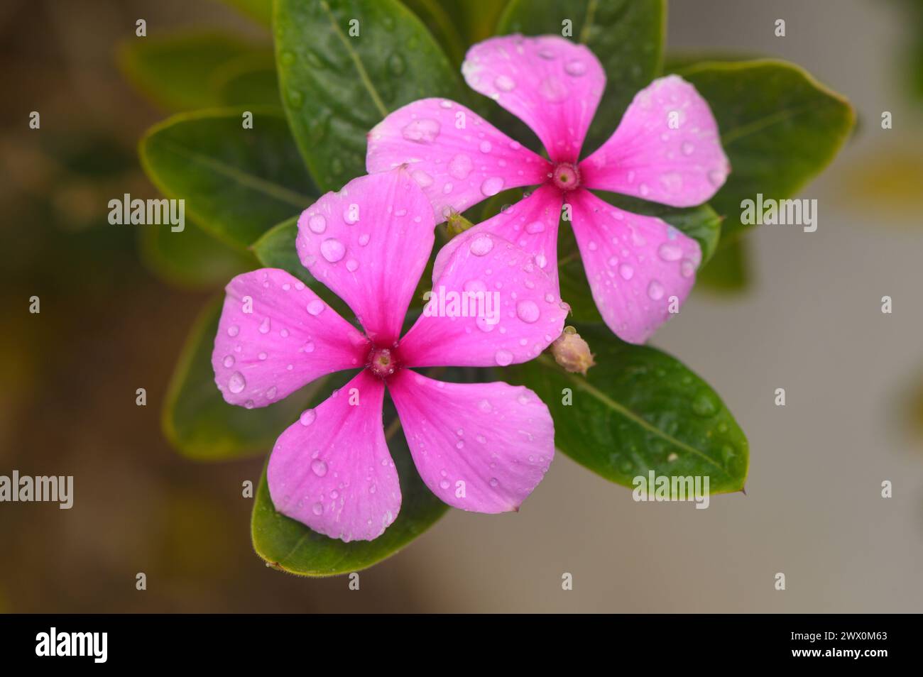 Magenta periwinkle,vinca (Catharanthus),pink lily flower 1 Stock Photo