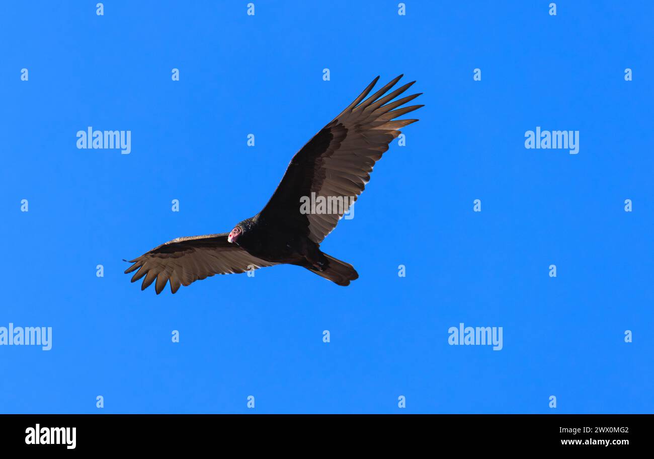 A Turkey Vulture flying with wings spread head quarter to camera in blue sky Stock Photo
