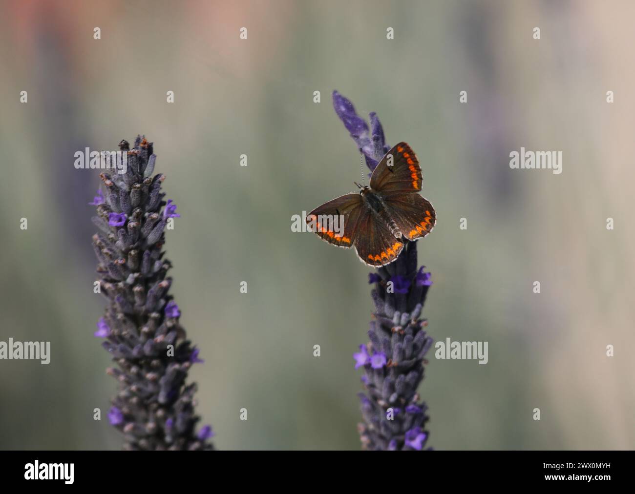 A Brown Argus butterfly (Aricia agestis) feeding on lavendar. Shot on the island of Kythira, Greece. Stock Photo