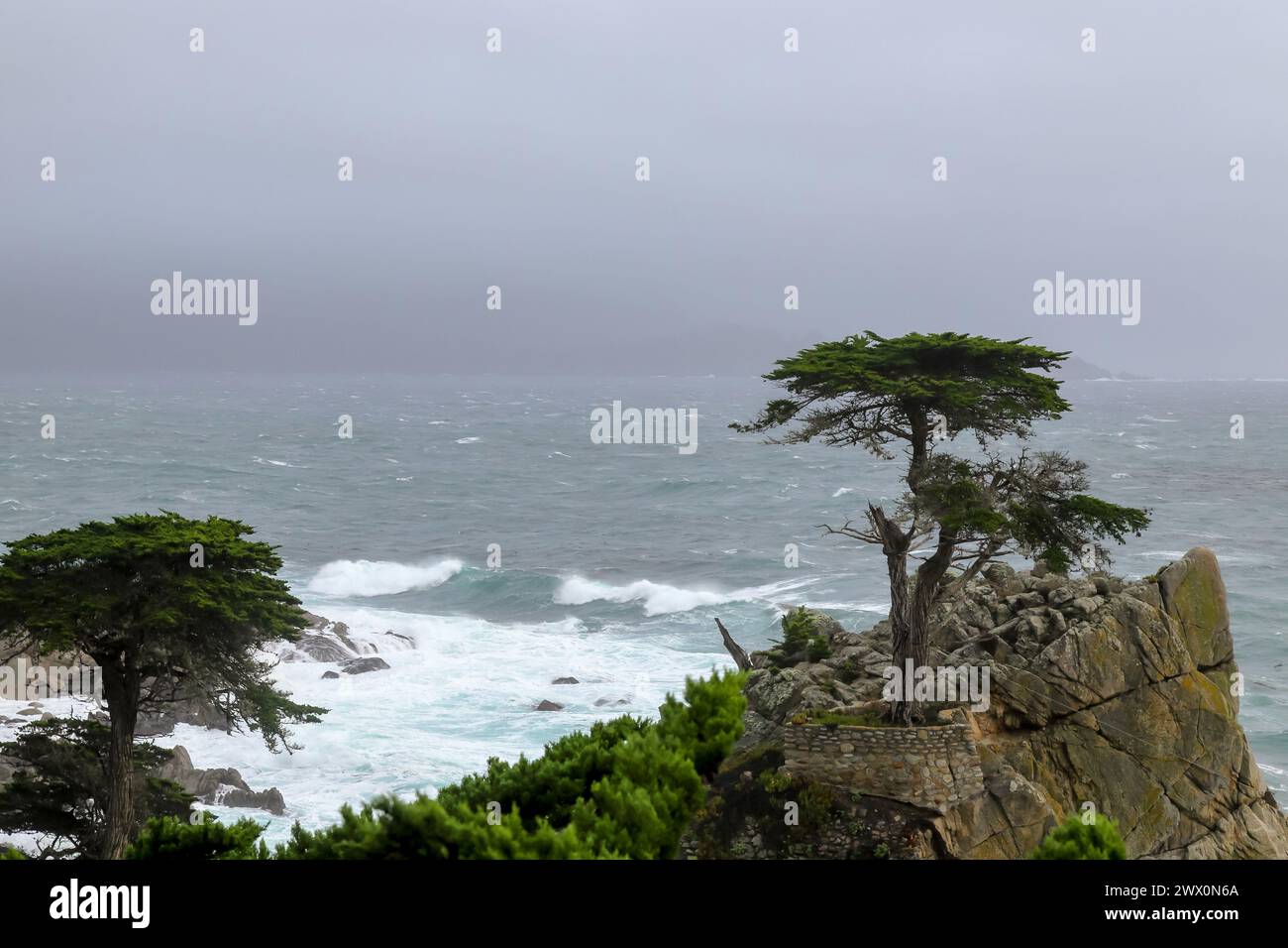 The Lone Cypress at 17-mile drive Pebble beach, California on a rainy day. Stock Photo