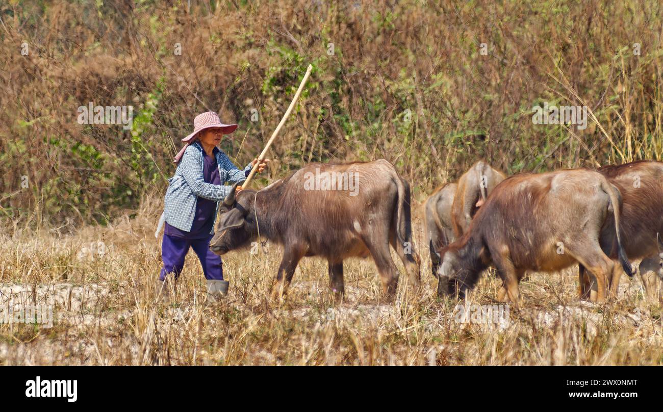 A woman in hat with stick managing cattle cows on a farm in rural Thailand Stock Photo