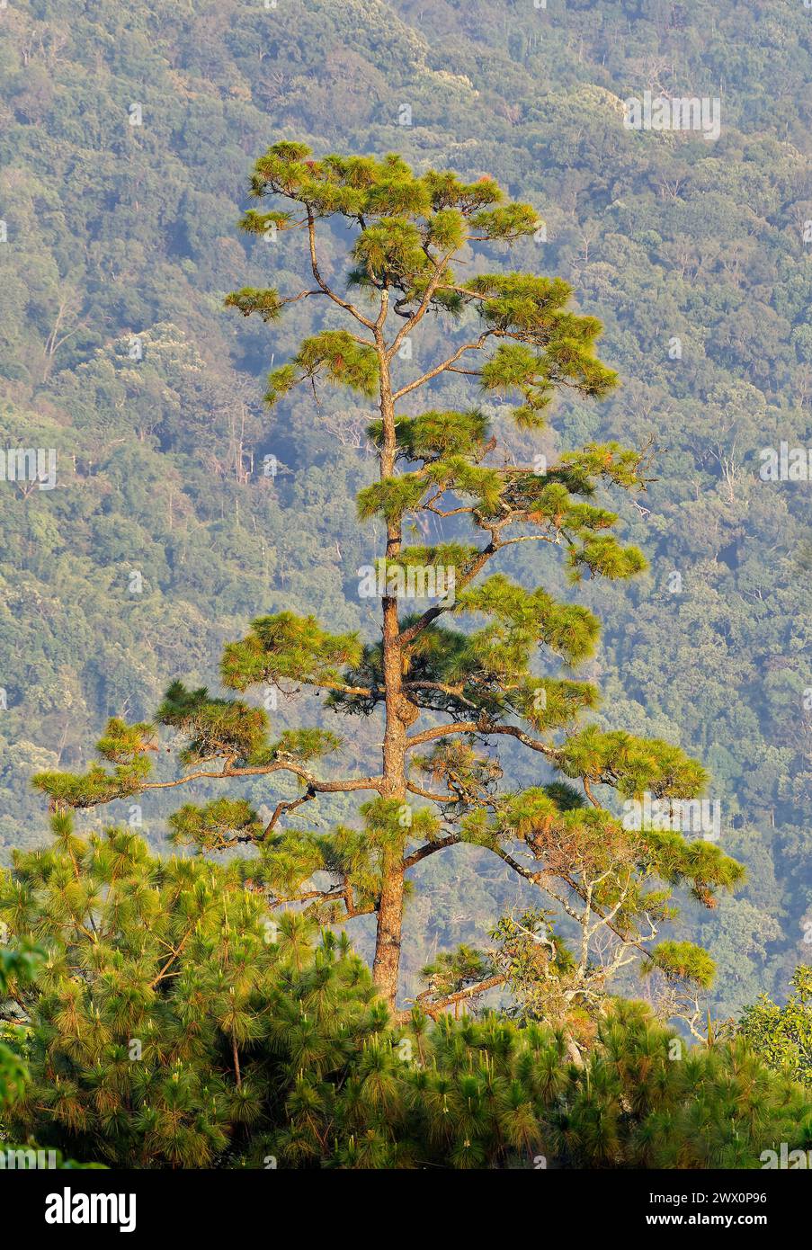 Three needle pine Pinusy kesiya emerging from surrounding forest on steep mountain slopes at Doi Pha Hom Pok national park, Chiang Mai, Thailand Stock Photo