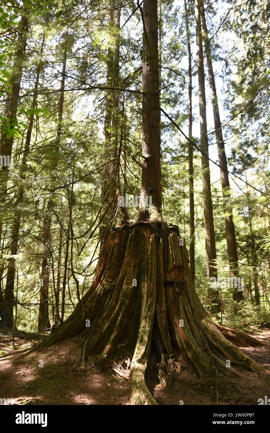 Old growth redwood forest in Lynn Ca Stock Photo - Alamy