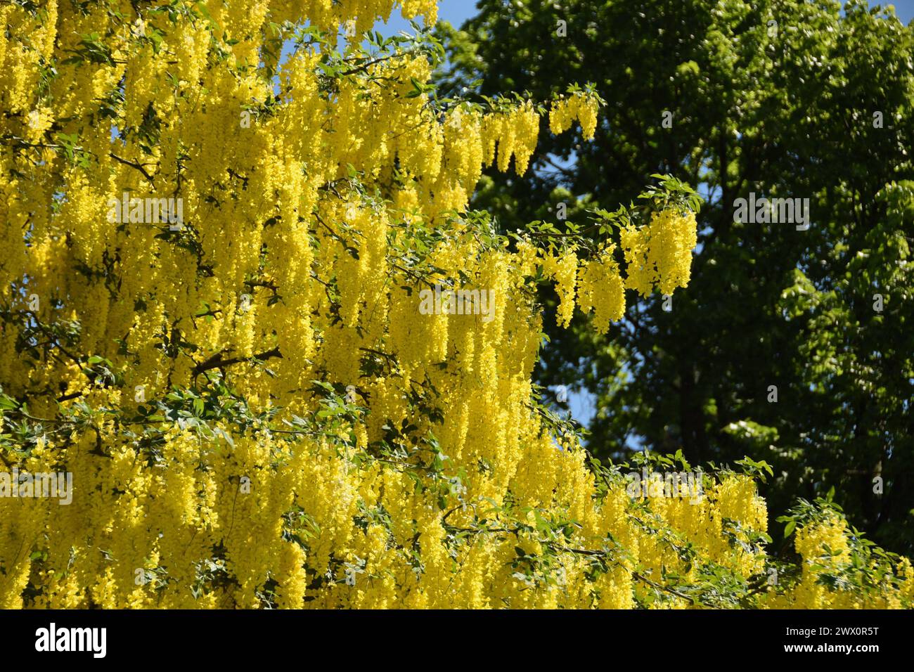 A Laburnum (Golden Chain Tree) in full bloom in Vancouver, BC Stock