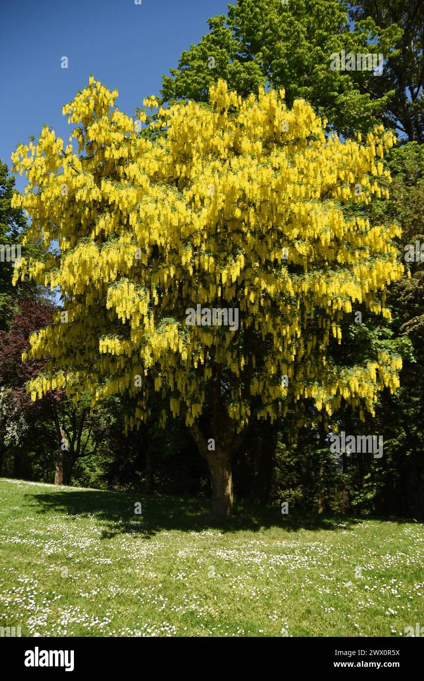 A Laburnum (Golden Chain Tree) in full bloom in Vancouver, BC Stock Photo