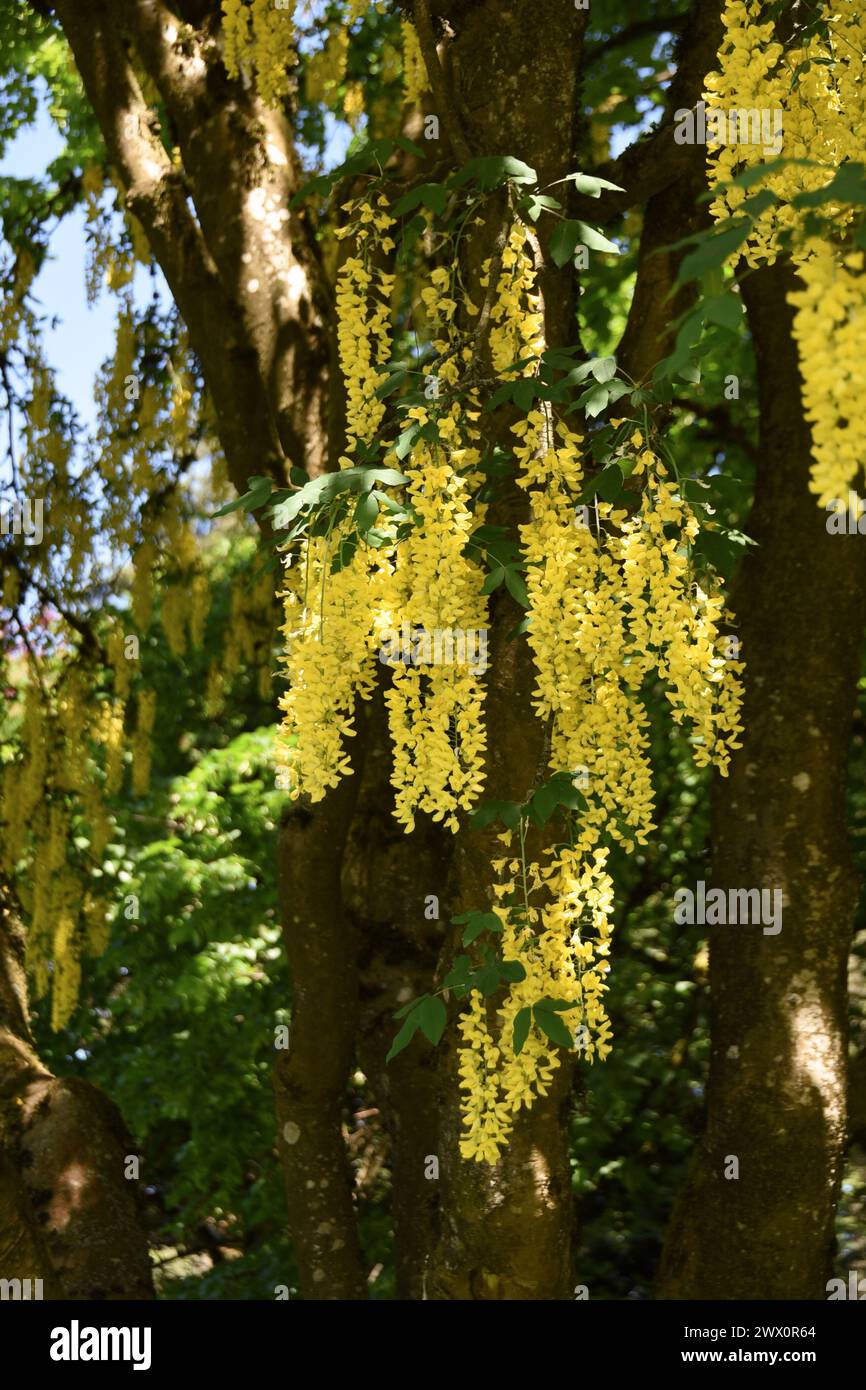 A Laburnum (Golden Chain Tree) in full bloom in Vancouver, BC Stock Photo