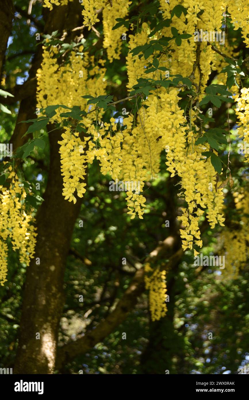 A Laburnum (Golden Chain Tree) in full bloom in Vancouver, BC Stock Photo