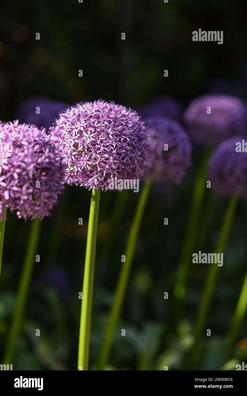 Onion plant in full flower hi-res stock photography and images - Alamy