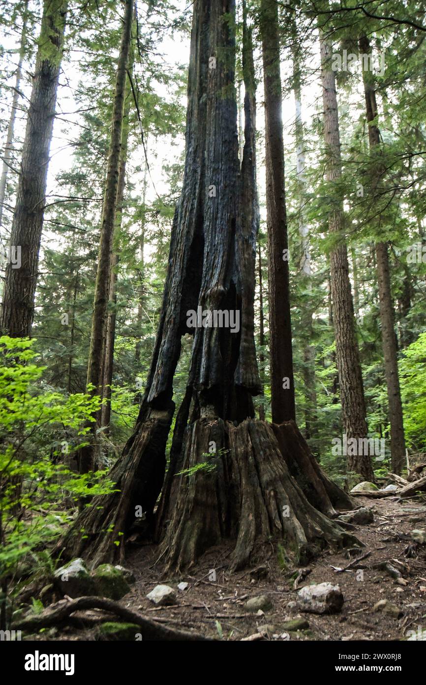 Dead old growth redwood tree in North Vancouver Stock Photo