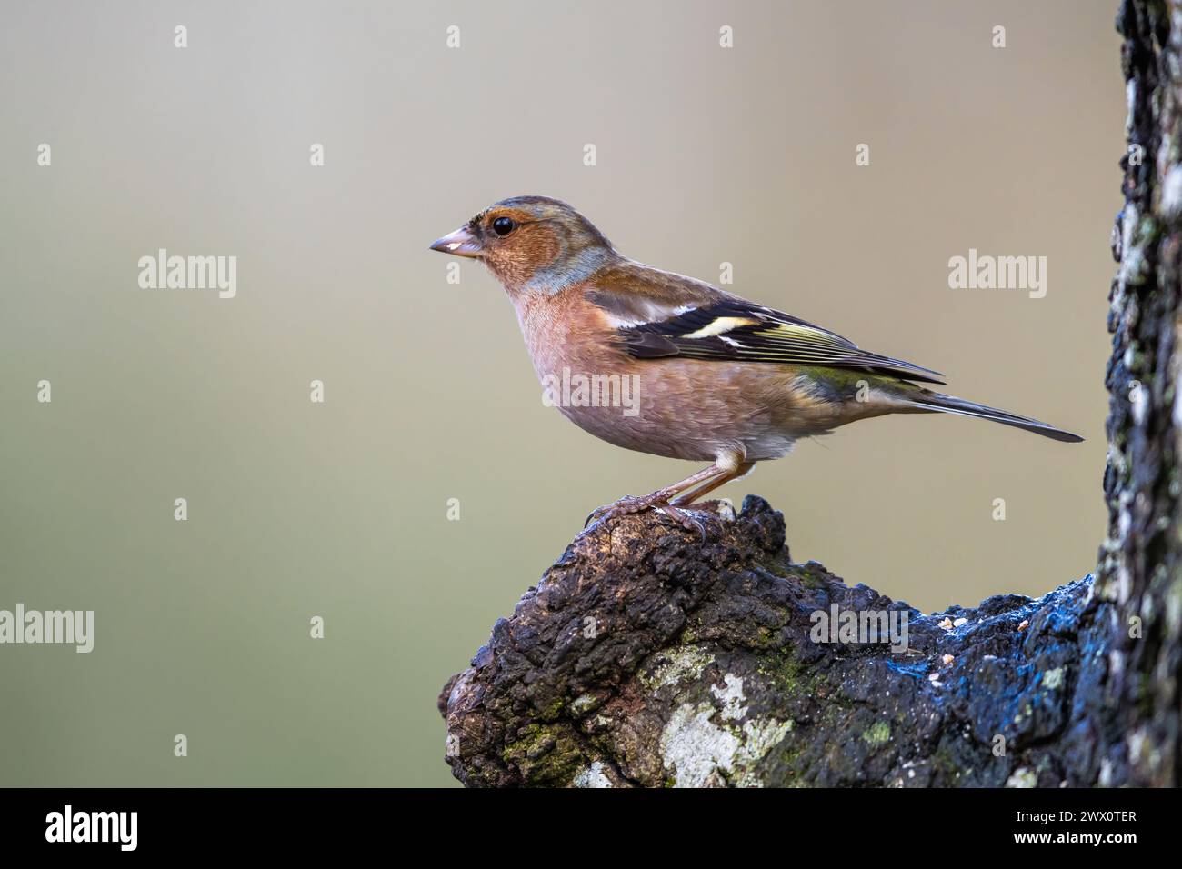Male of Chaffinch, Fringilla coelebs, bird in forest at winter sun Stock Photo