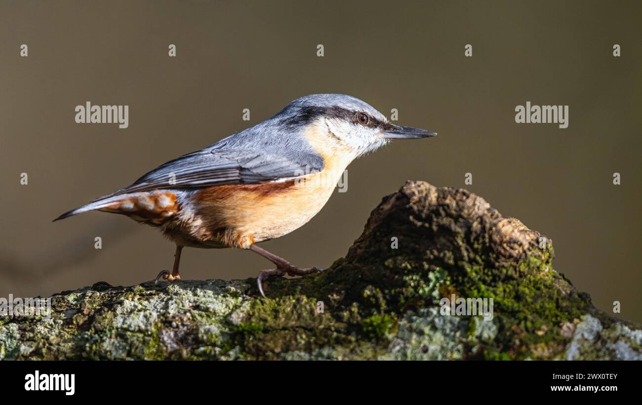 Eurasian Nuthatch, Sitta europaea in forest at winter sun Stock Photo