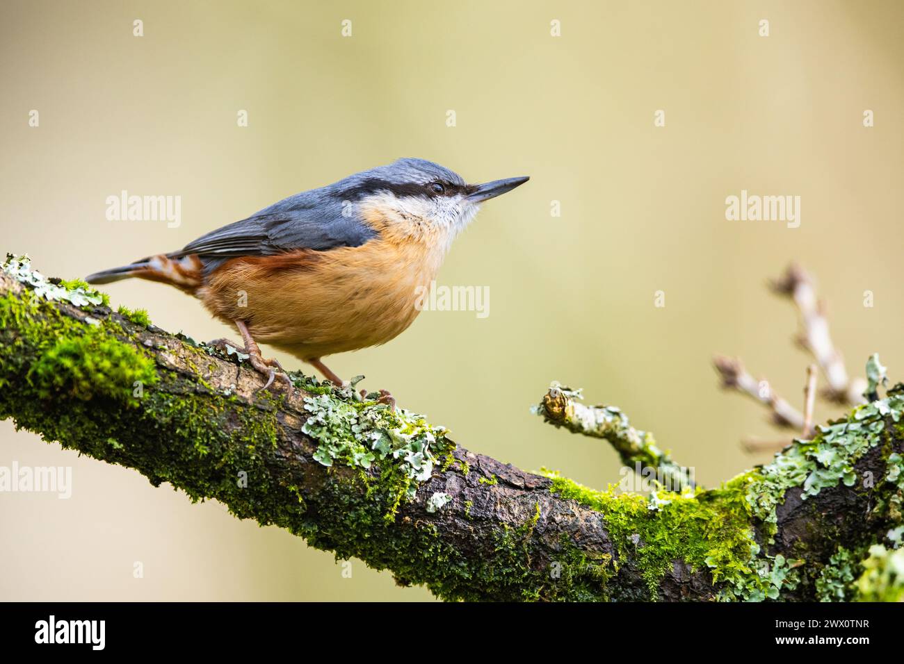 Eurasian Nuthatch, Sitta europaea in forest at winter sun Stock Photo