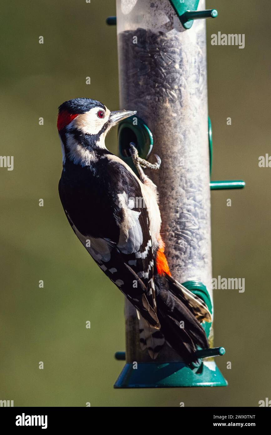 Male of Great Spotted Woodpecker, Dendrocopos major, bird on the feeder in forest at winter Stock Photo