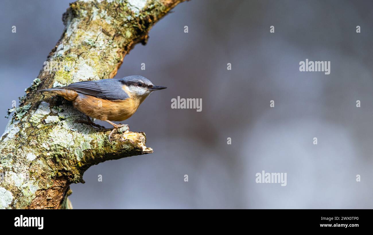 Eurasian Nuthatch, Sitta europaea in forest at winter sun Stock Photo