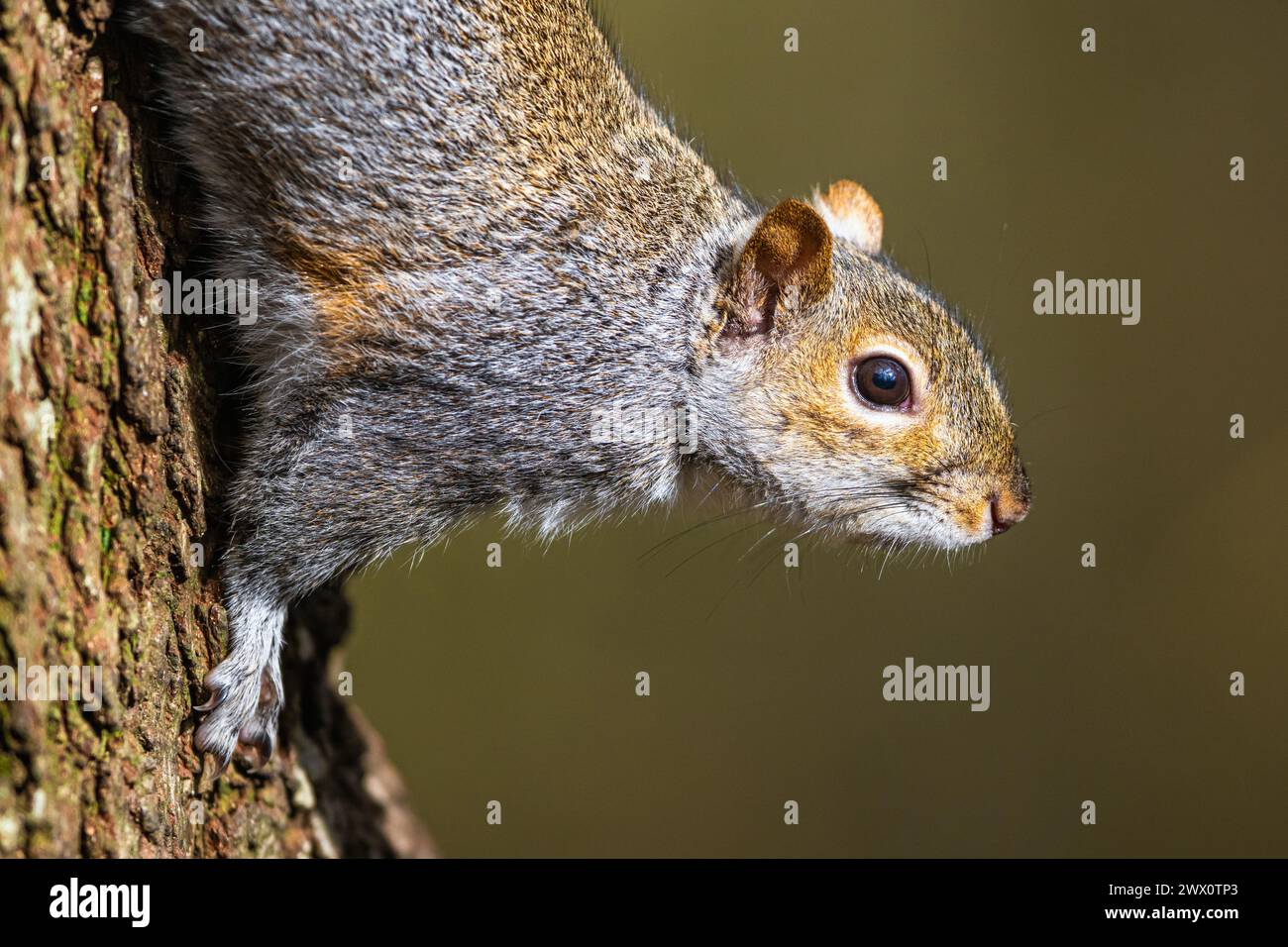 Grey Squirrel, Sciurus carolinensis in a forest at winter Stock Photo