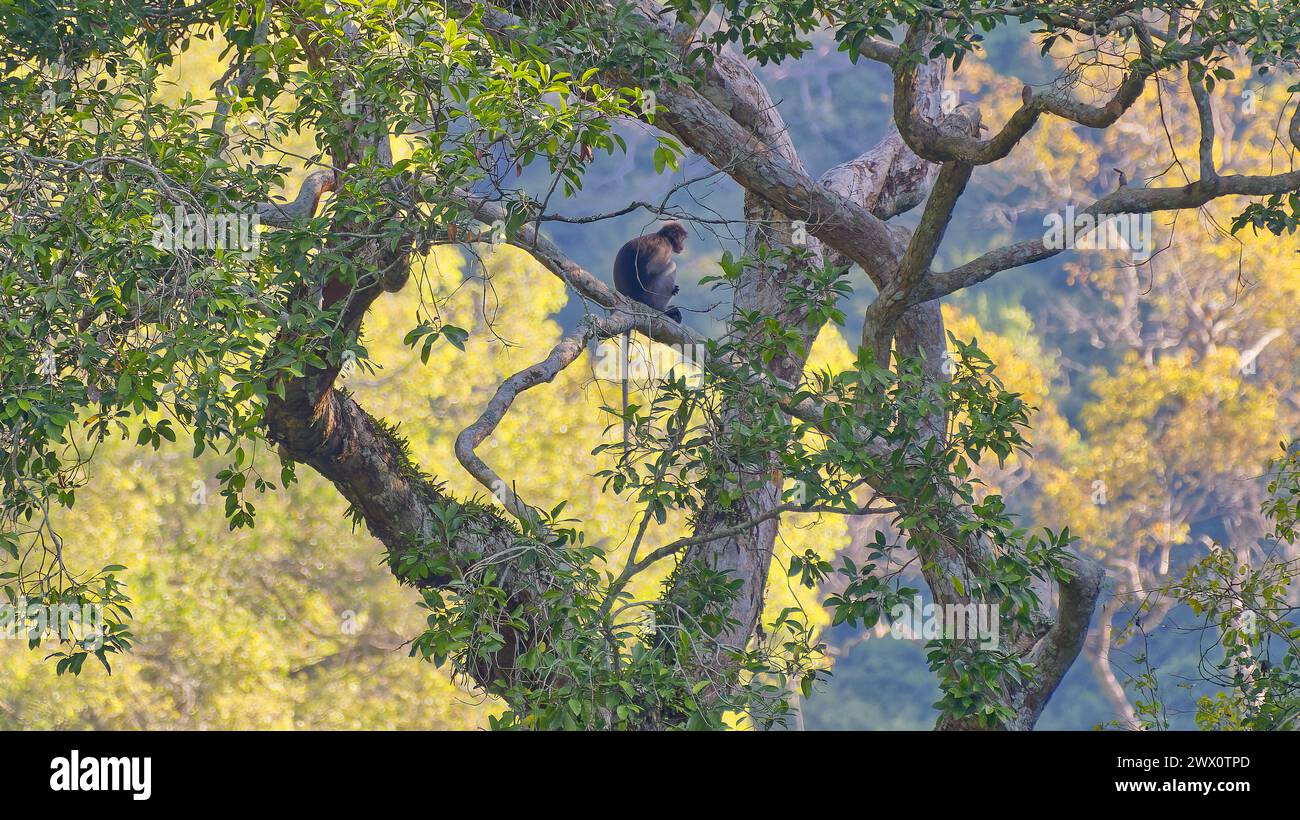 A Dusky leaf monkey (Trachypithecus obscurus) resting high in a tree in the jungle in early morning light in Kaeng Krachan National Park, Thailand Stock Photo