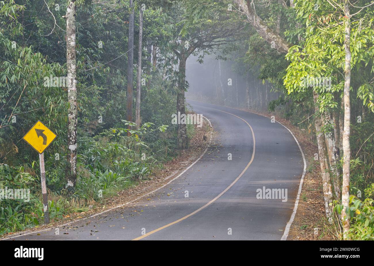 Photo of main road in jungle with trees in Khao Yai National Park Thailand Stock Photo