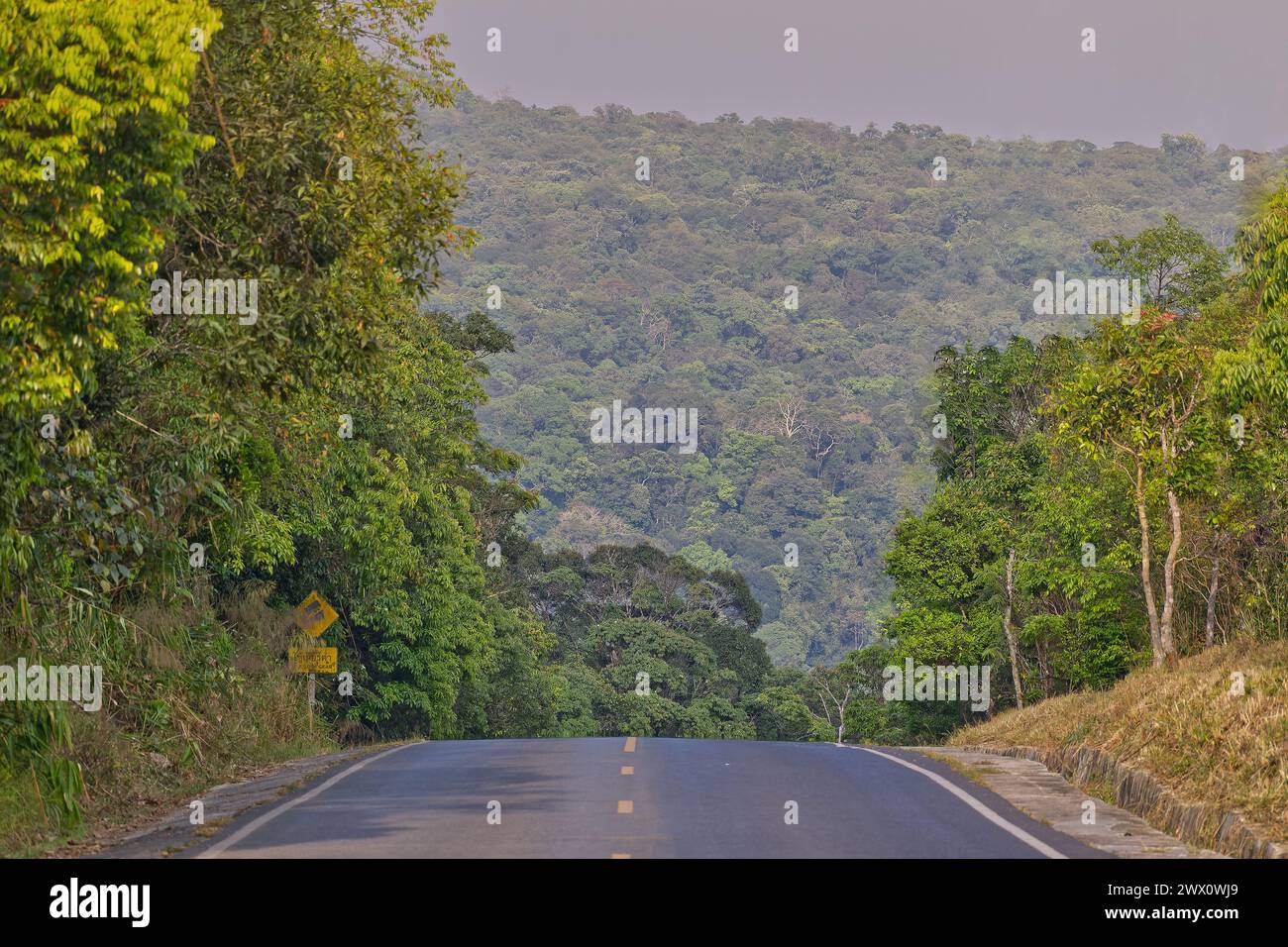 Photo of main road in jungle with trees in Khao Yai National Park Thailand Stock Photo
