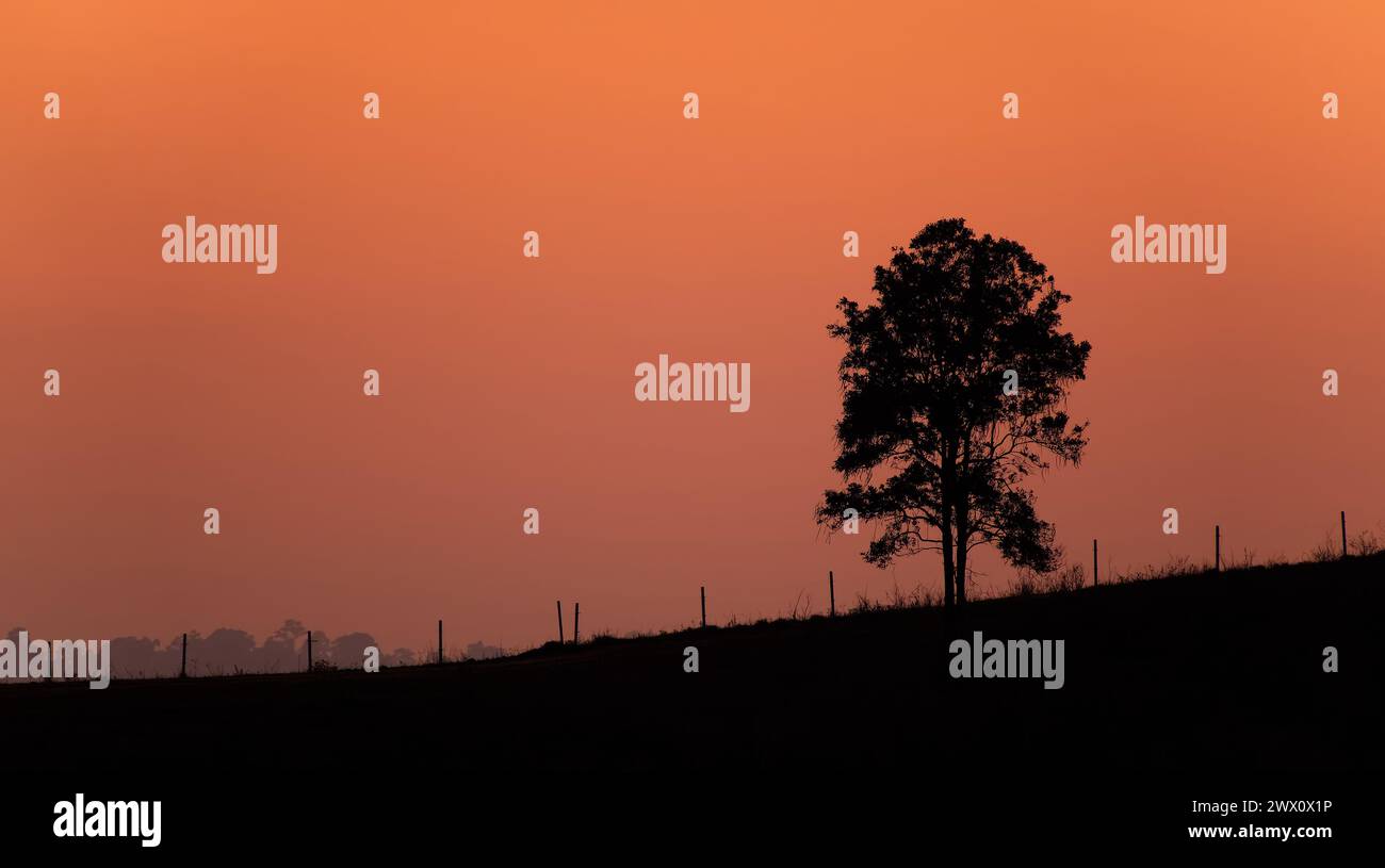 Single tree standing in a farm along a ridge fenceline at sunset in northern Thailand Stock Photo
