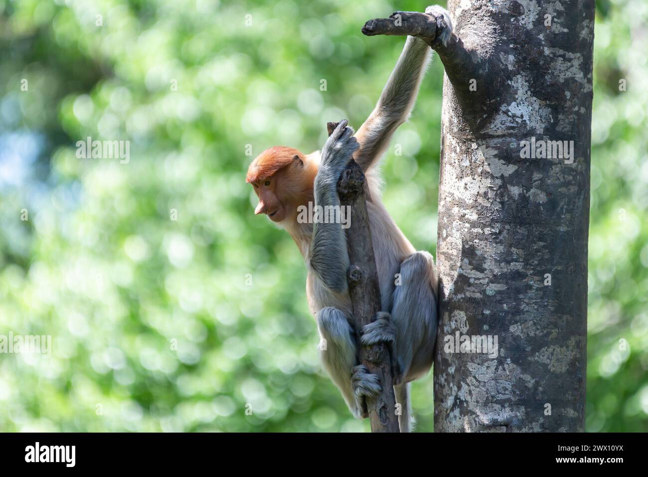 Mangrove forrest hi-res stock photography and images - Alamy