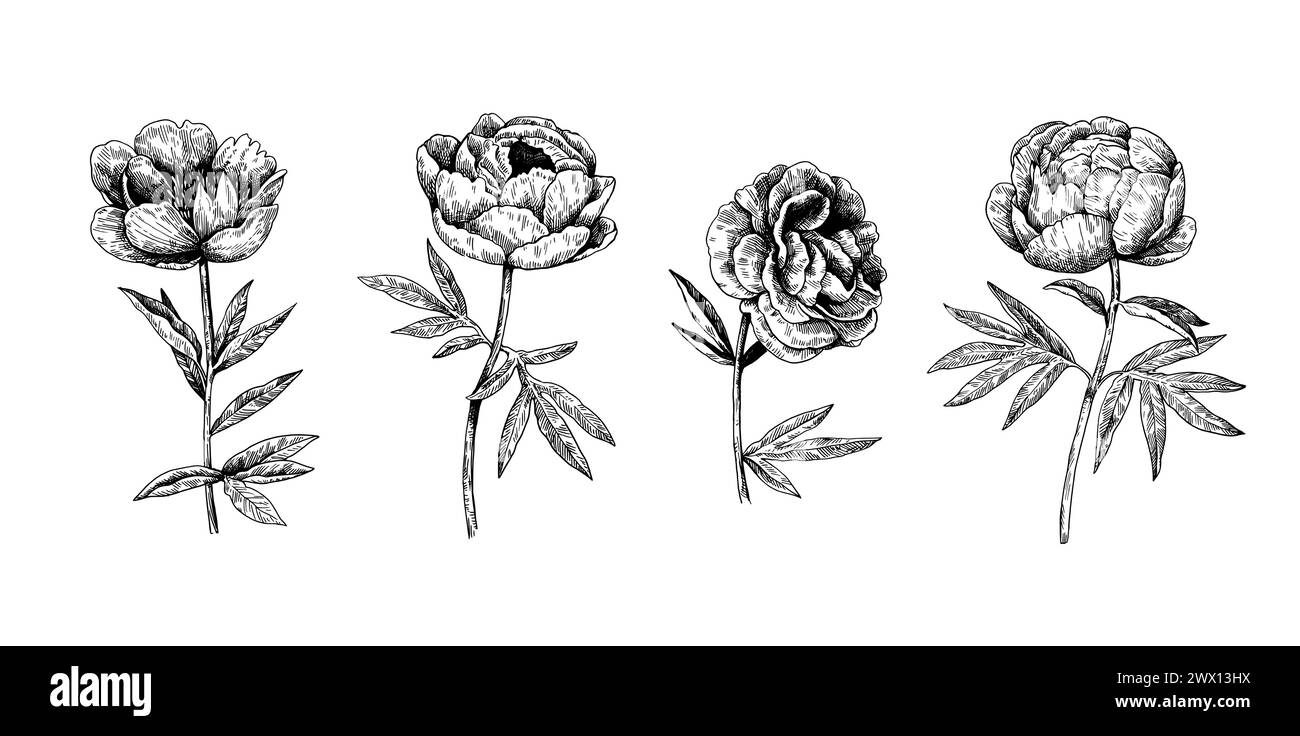 Peony black and white illustration in vintage etching style isolated on ...