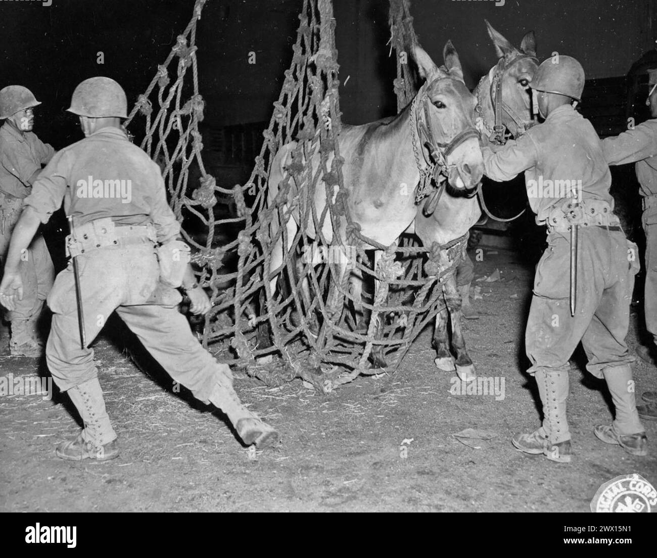Original Caption: 'Naples, Italy. Soldiers loading animals into cargo slings to be loaded aboard a ship that will take them to the invasion on the southern coast of France.' ca. 1944 Stock Photo