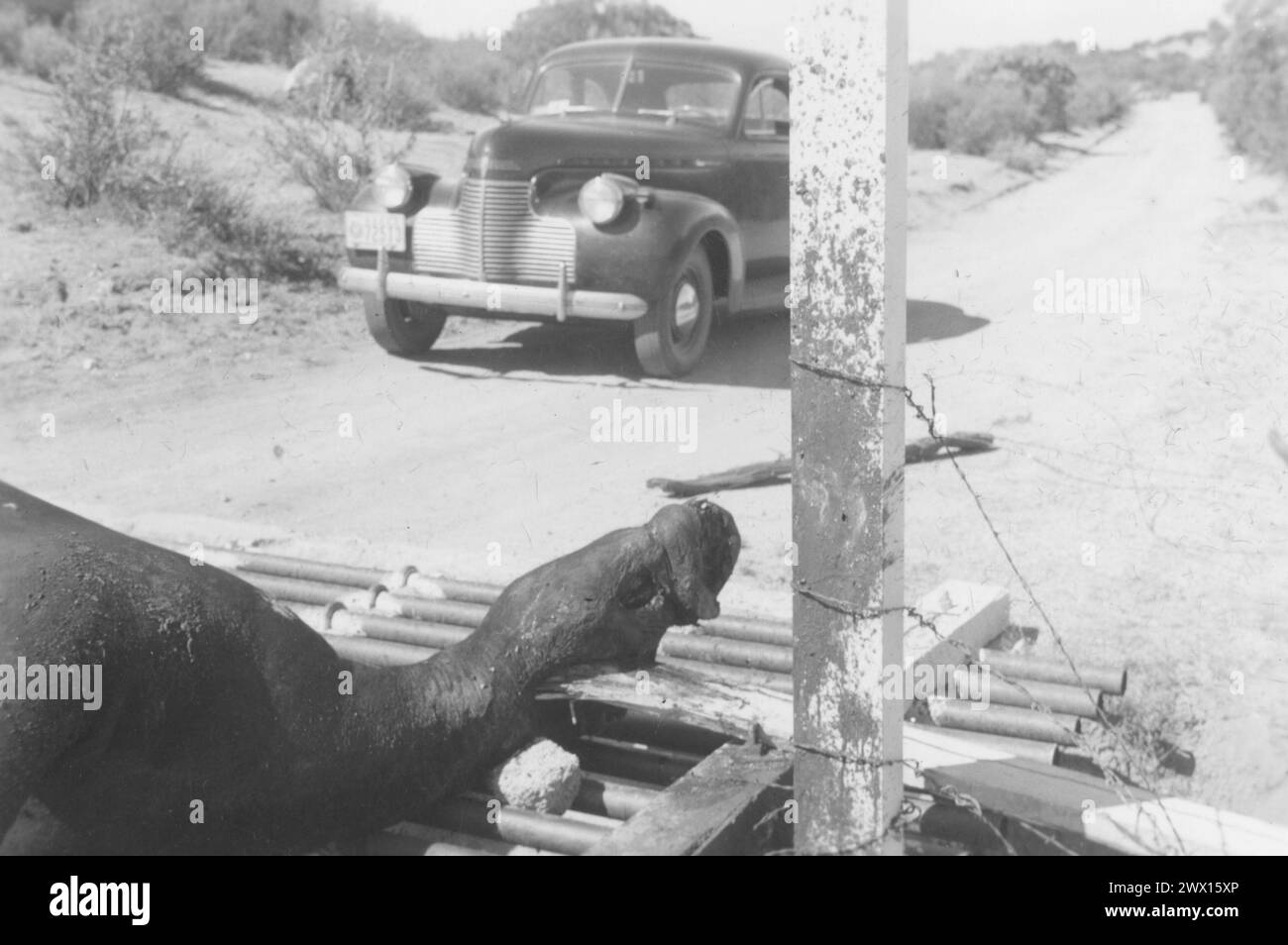 Close up of a dead horse at a cattle guard on an Indian reservation, car in the background ca. 1936-1942 Stock Photo