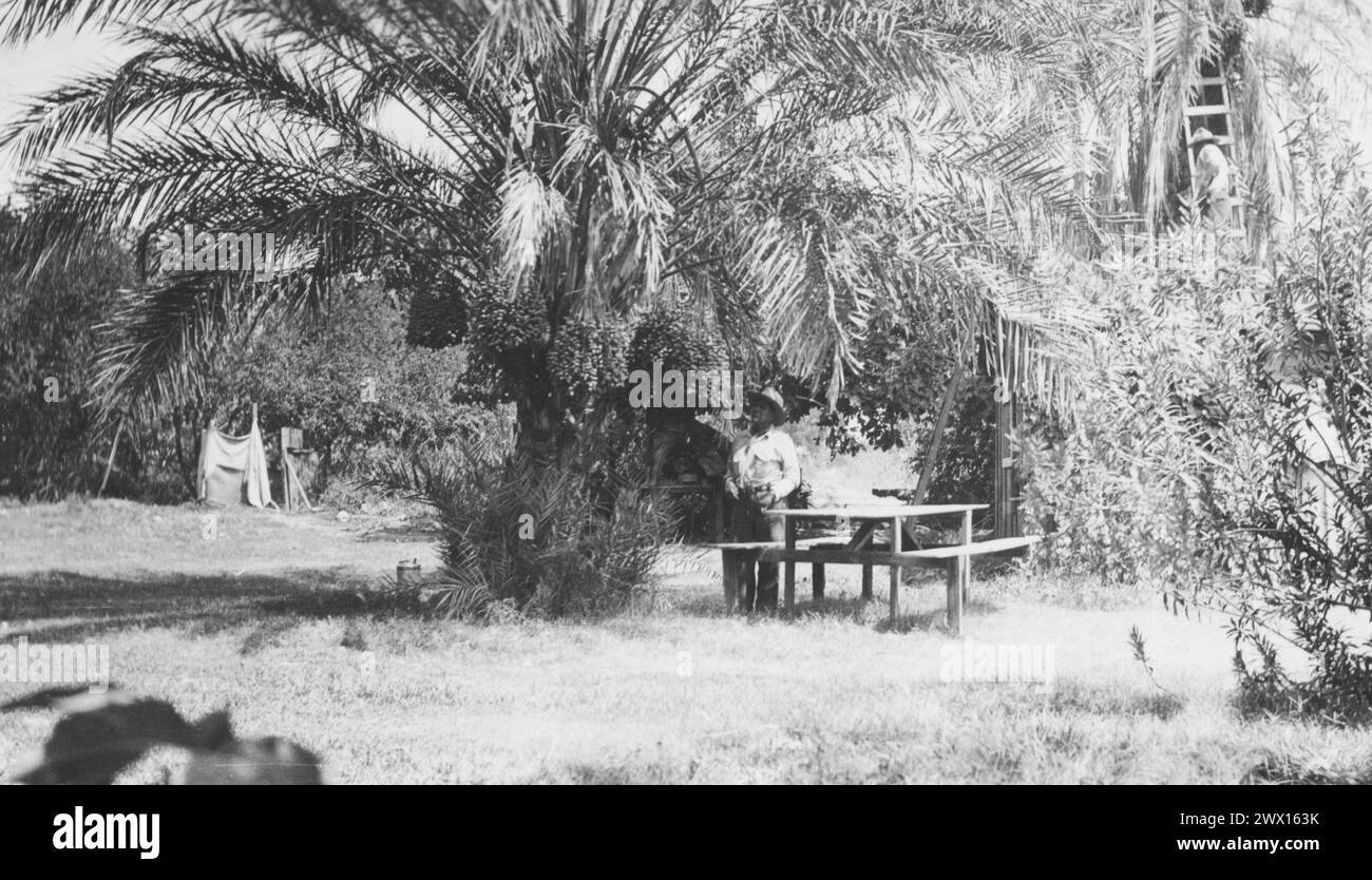 Original caption: 'Another view of the date palms on the William Marcus place, Palm Springs. In the upper right hand corner note the Indian boy on the ladder picking the fruit.' ca. 1936-1942 Stock Photo