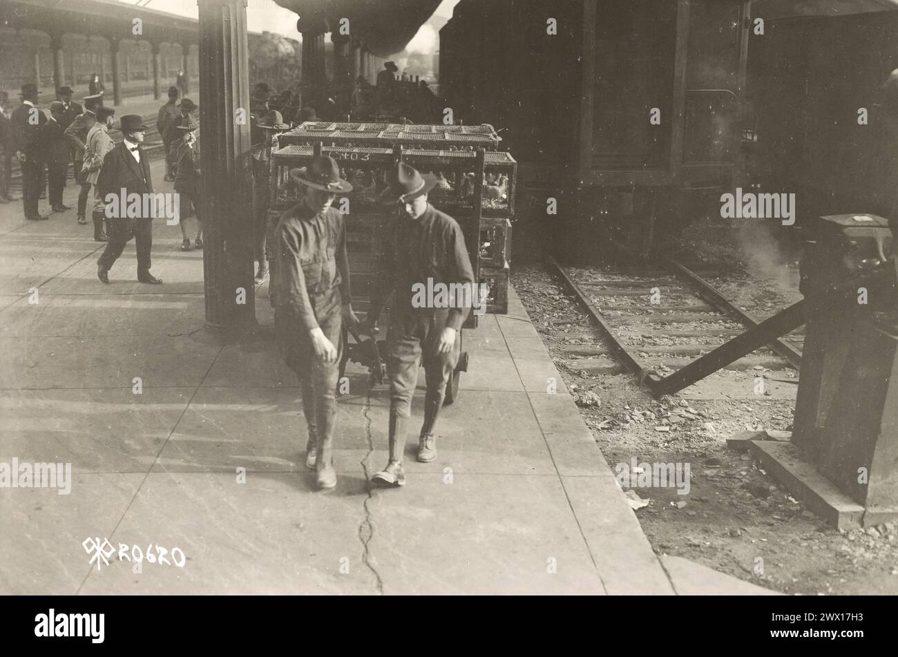 1200 pigeons in a futurity race from Washington D.C. to New York City