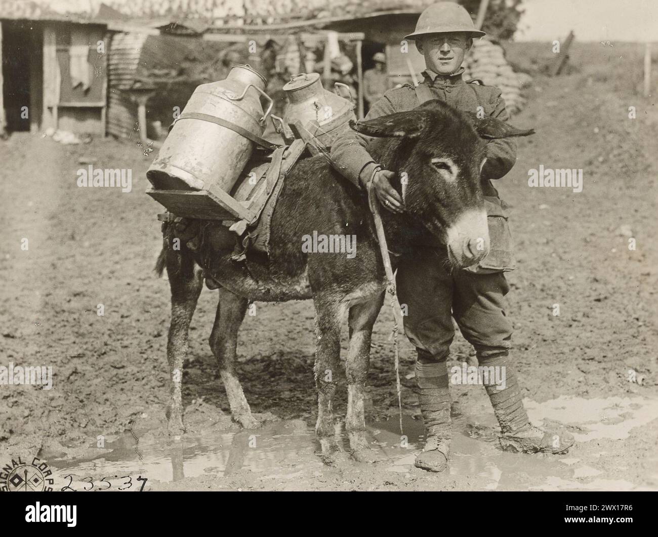 Original caption: Donkey and driver. The donkey is used to carry water and supplies to soldiers; Le Claire France ca. 1918 Stock Photo
