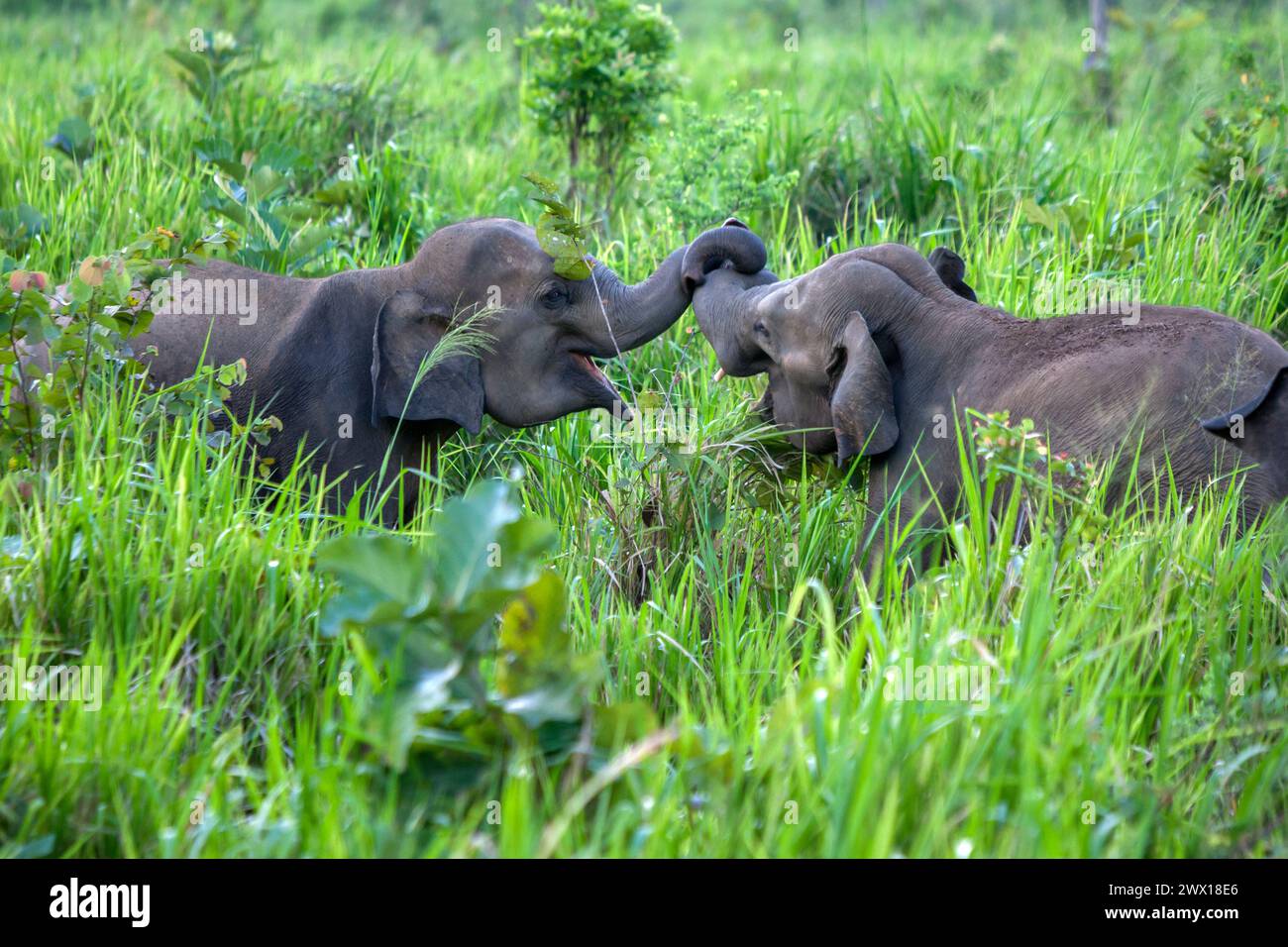 Wild elephants play in lush vegetation adjacent to the road near Habarana in central Sri Lanka. Stock Photo