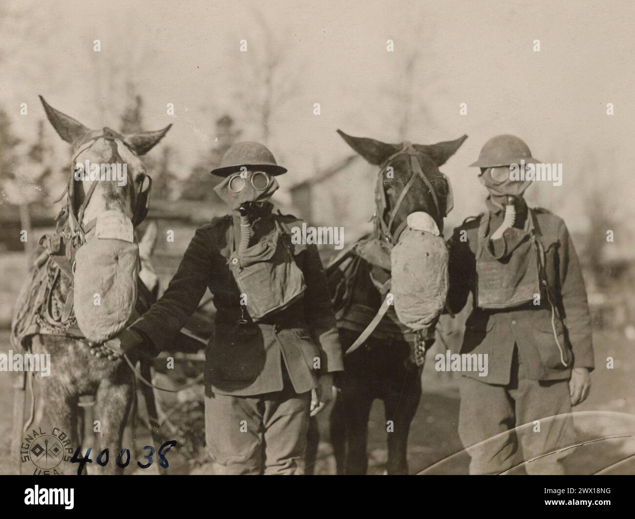 Gas masks world war one animals hi-res stock photography and images - Alamy