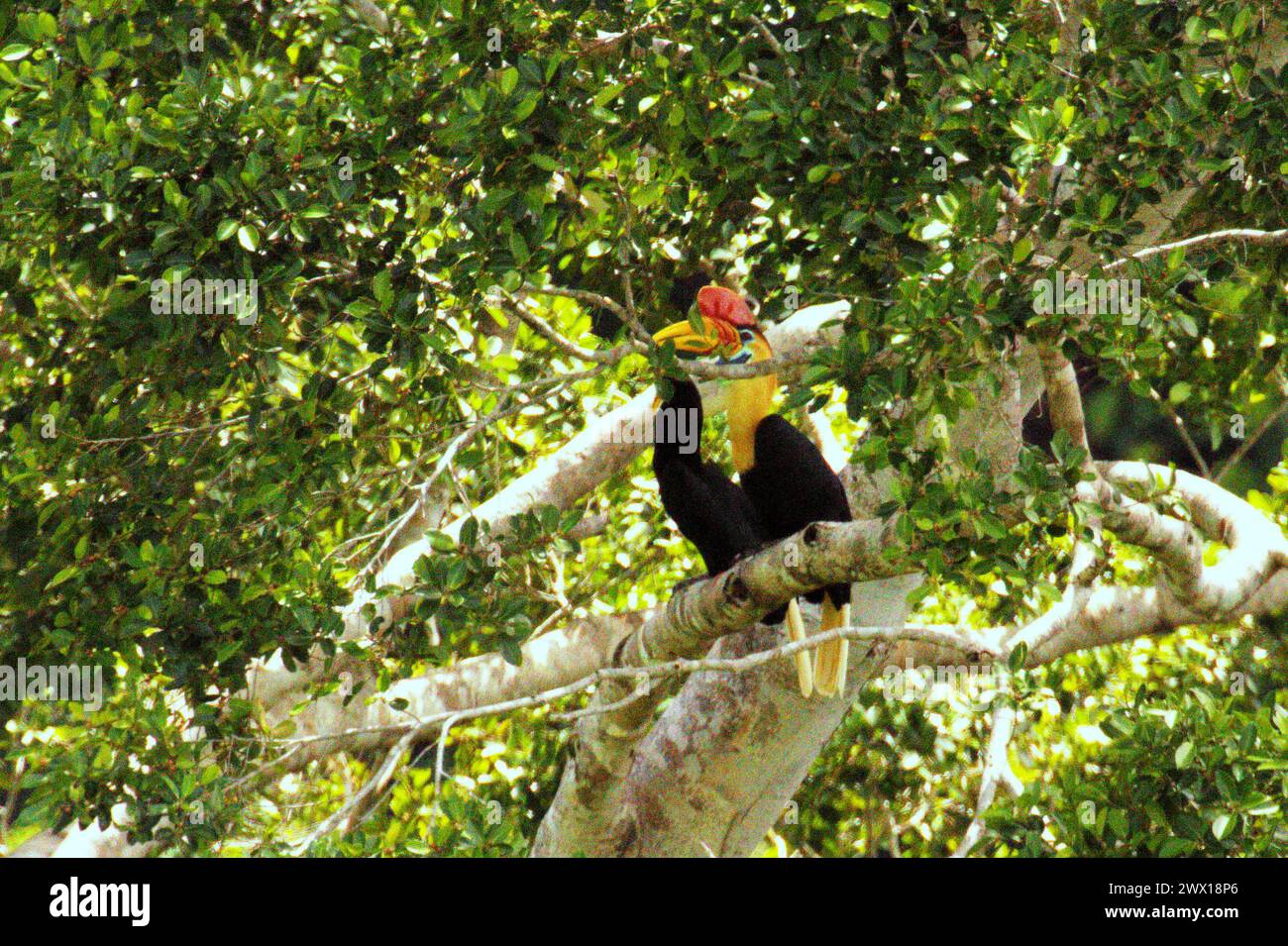A pair of knobbed hornbills (Rhyticeros cassidix) perching on a tree branch in the shade in a vegetated area near Mount Tangkoko and Mount Duasudara (Dua Saudara) in Bitung, North Sulawesi, Indonesia. A report by a team of scientists led by Marine Joly, based on research conducted since 2012 to 2020, has revealed that the temperature is increasing by up to 0.2 degree Celsius per year in Tangkoko forest, and the overall fruit abundance is also decreased. 'Rising temperatures caused by climate change can disrupt the delicate balance of ecosystems. Stock Photo