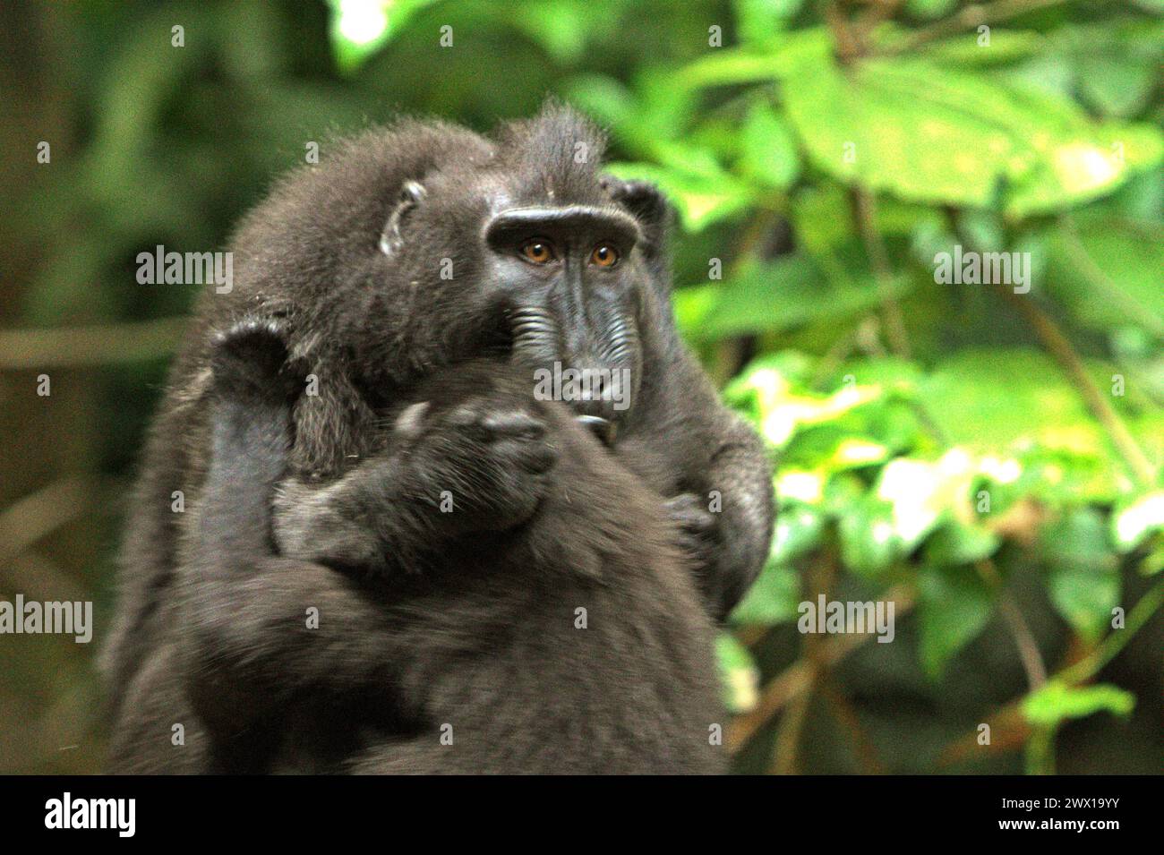 A crested macaque (Macaca nigra) takes care of an infant in Tangkoko Nature Reserve, North Sulawesi, Indonesia. A report by a team of scientists led by Marine Joly, based on research conducted since 2012 to 2020, has revealed that the temperature is increasing by up to 0.2 degree Celsius per year in Tangkoko forest, and the overall fruit abundance is also decreased. 'Rising temperatures caused by climate change can disrupt the delicate balance of ecosystems. Many species have specific temperature requirements for survival and reproduction. Stock Photo