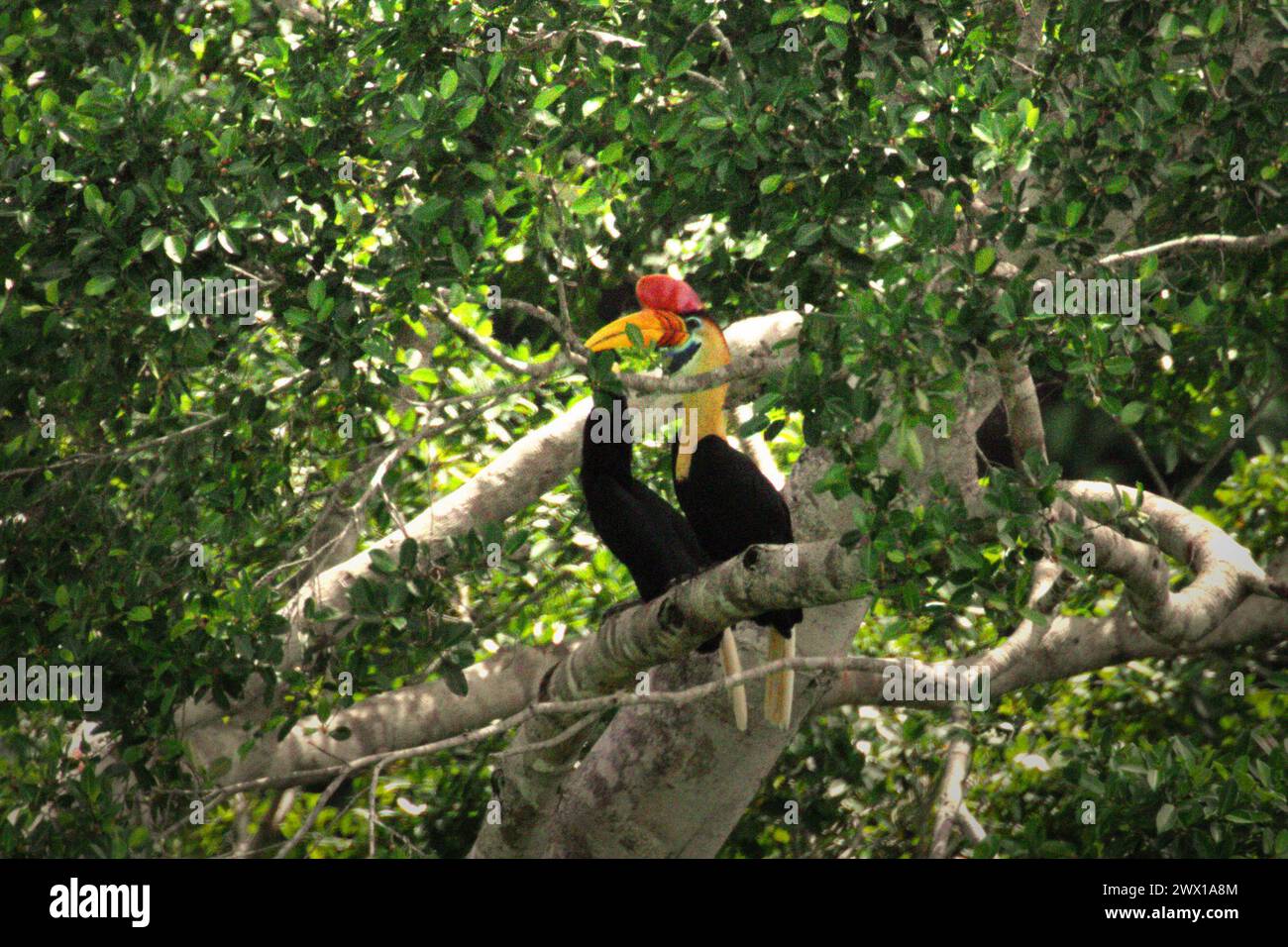 A pair of knobbed hornbills (Rhyticeros cassidix) perching on a tree branch in the shade in a vegetated area near Mount Tangkoko and Mount Duasudara (Dua Saudara) in Bitung, North Sulawesi, Indonesia. A report by a team of scientists led by Marine Joly, based on research conducted since 2012 to 2020, has revealed that the temperature is increasing by up to 0.2 degree Celsius per year in Tangkoko forest, and the overall fruit abundance is also decreased. 'Rising temperatures caused by climate change can disrupt the delicate balance of ecosystems. Stock Photo