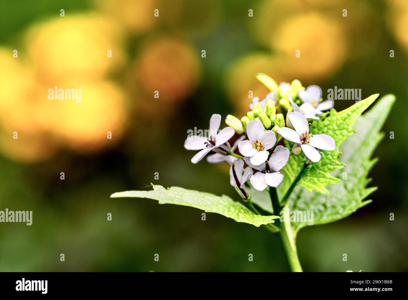 White wildflower close up in a clearing Stock Photo - Alamy