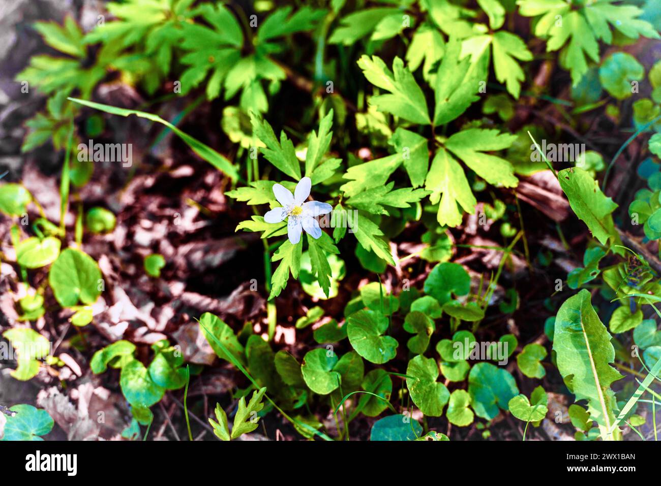 White wild flower hi-res stock photography and images - Alamy