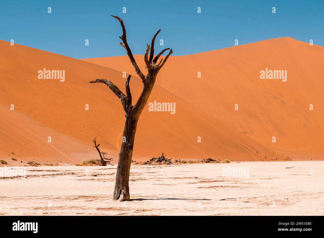 Ancient dead tree hi-res stock photography and images - Alamy