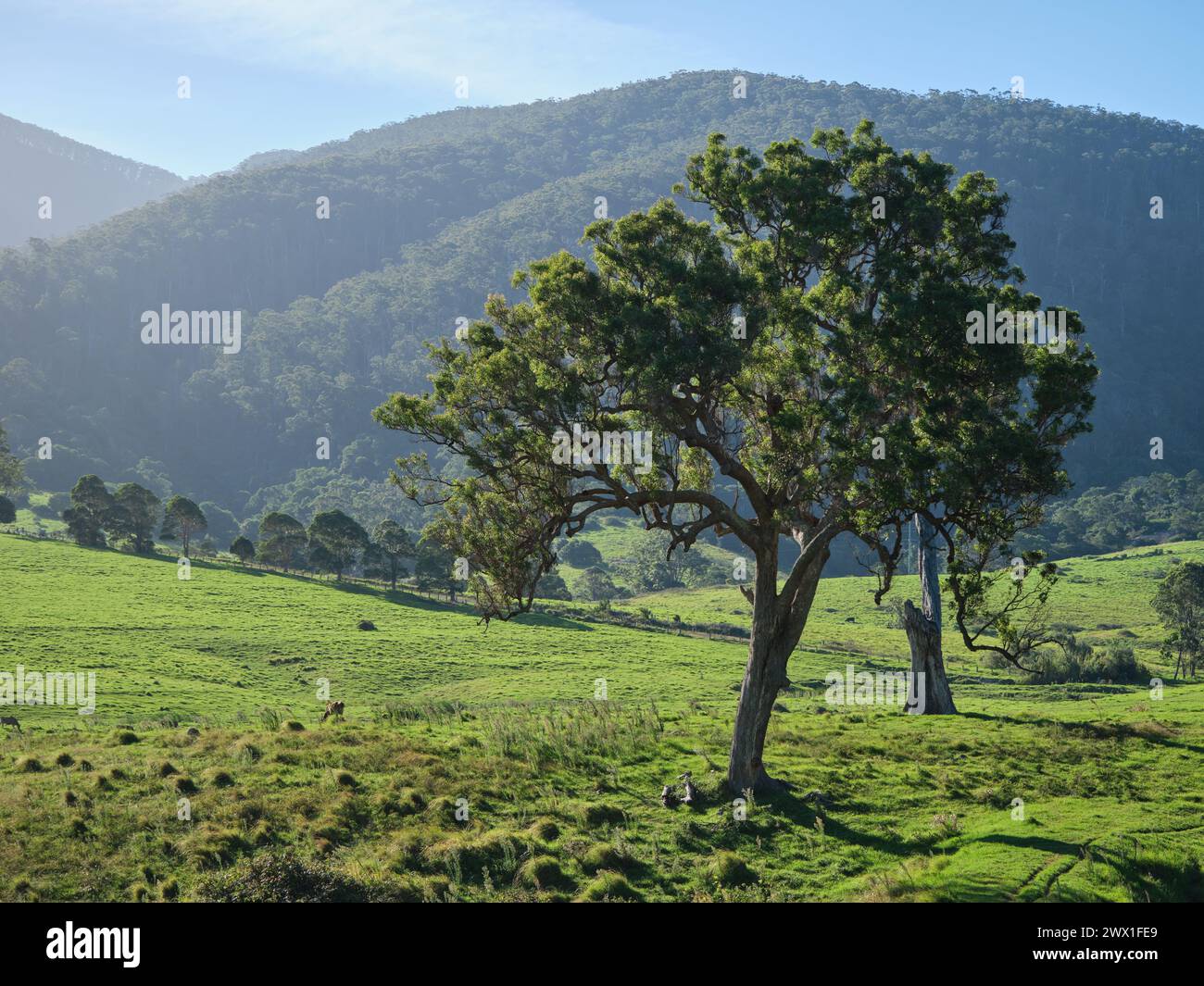 Lush green tree standing hi-res stock photography and images - Alamy