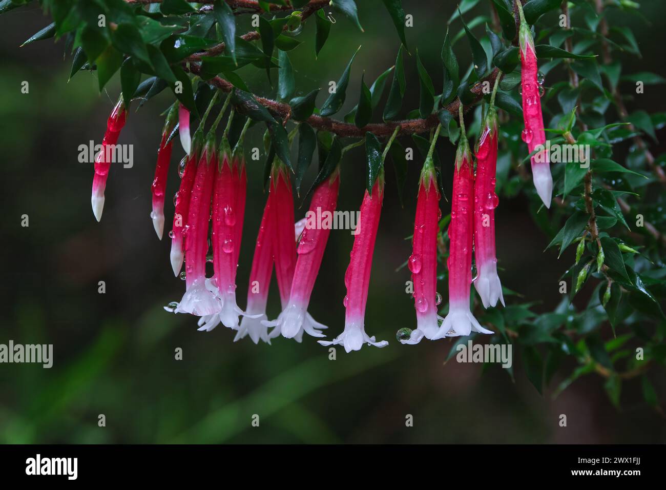 Fuchsia Heath Stock Photo
