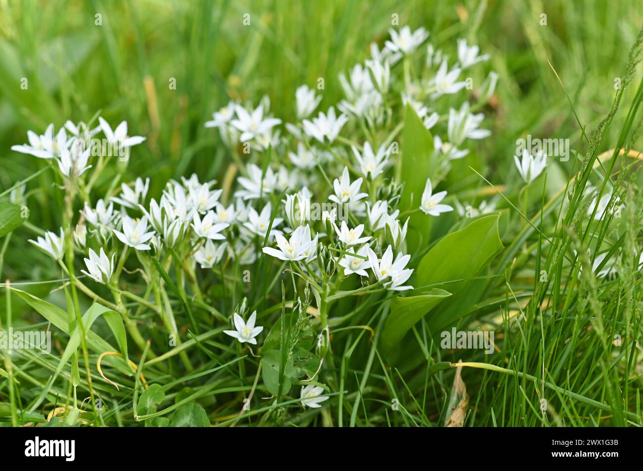 A spring floral background of white ornithogalum flowers. Stock Photo