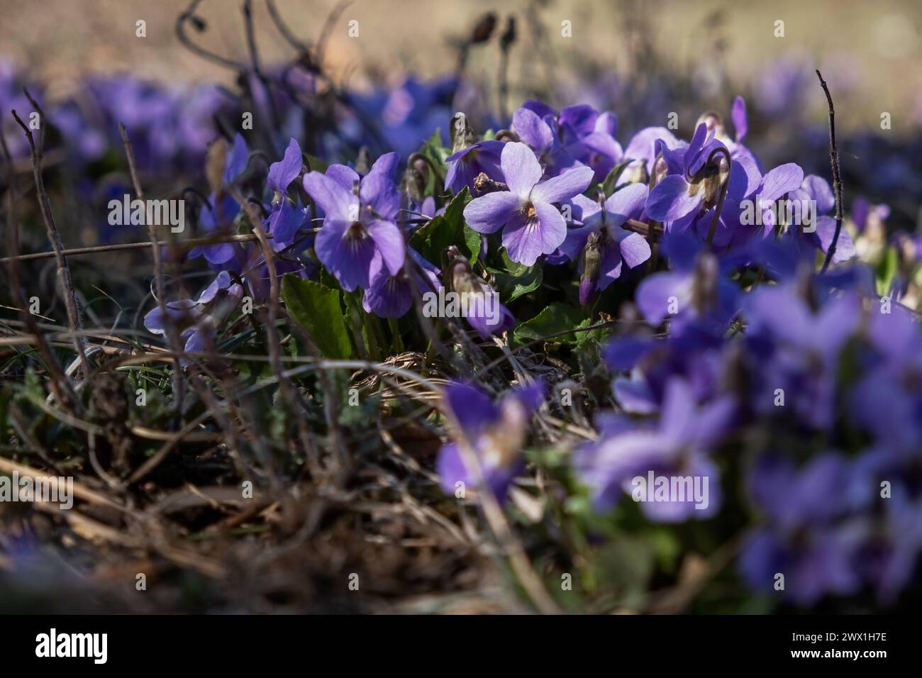 The fragrant violet Viola odorata blooms in the forest. The first spring flowers are waking up. Beautiful purple glades in the rays of the sun. Wild m Stock Photo