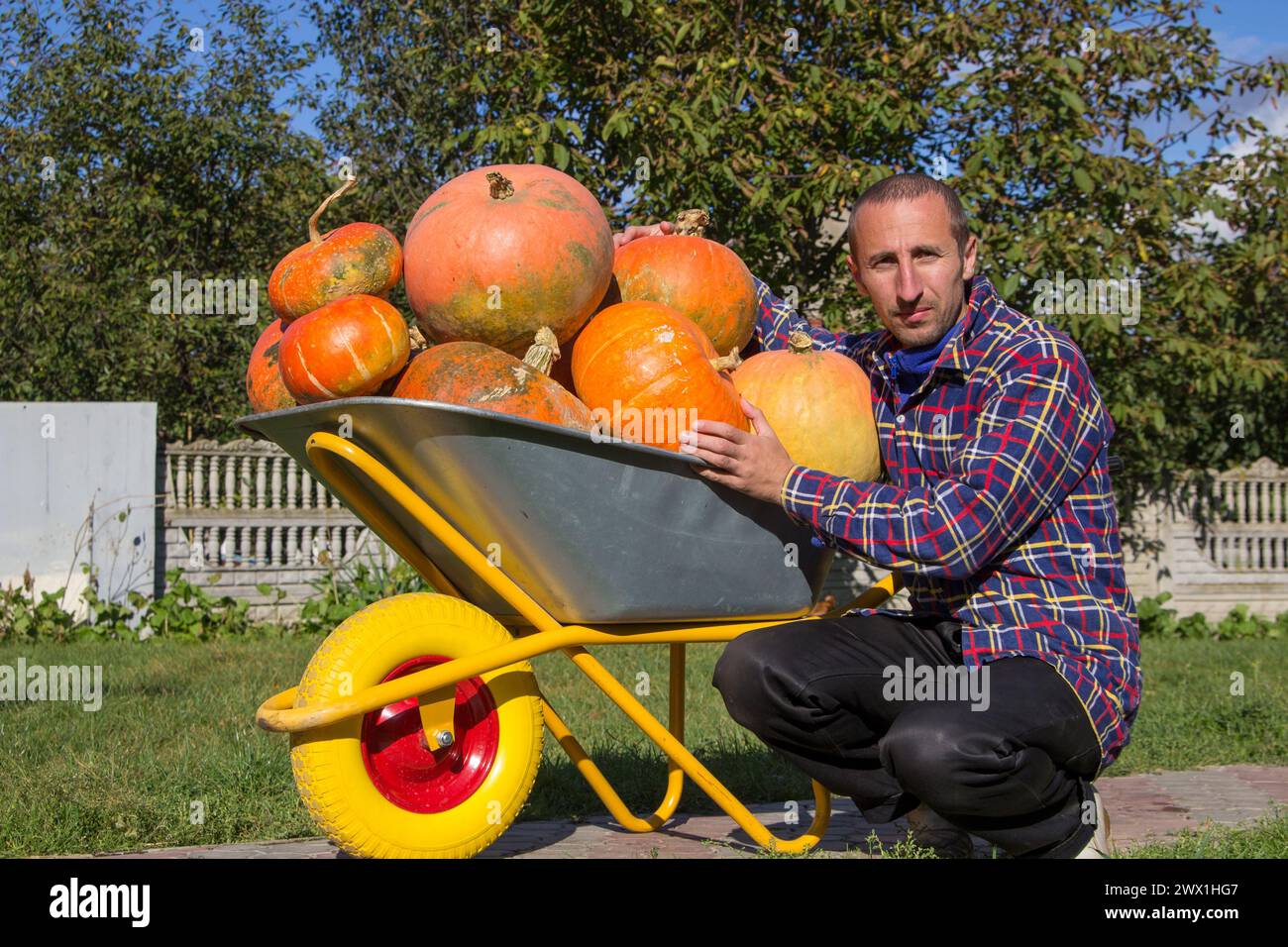 Harvest pumpkins young farmer with a wheelbarrow Stock Photo - Alamy
