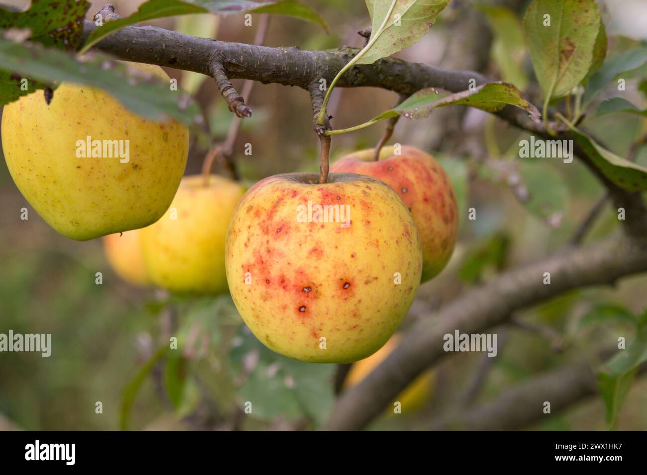 varieties of yellow apples on a tree in autumn in the garden Stock Photo